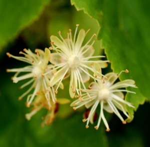 Linden Flowers (Lime) - Click Image to Close